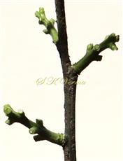  Inflorescences - Racemes- flowers fallen